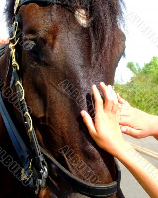 Friendly Horse