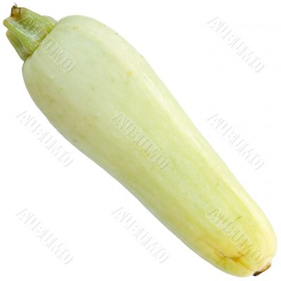 summer squash