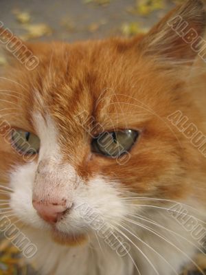 Red cat