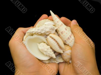 Hands carrying a heap of unique shells