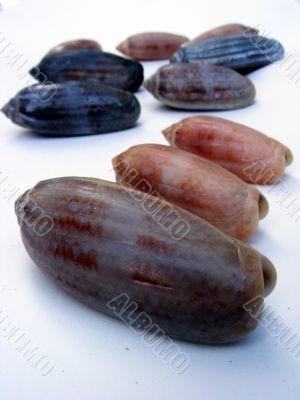 Group of lettered olive seashells