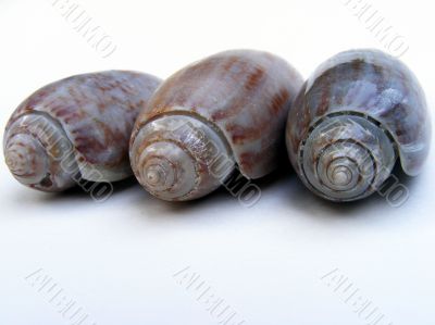 lettered olive seashells
