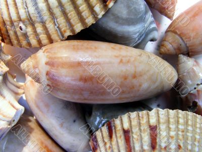 Seashells