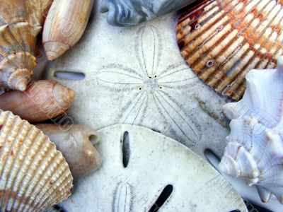 Seashells and Sand Dollars