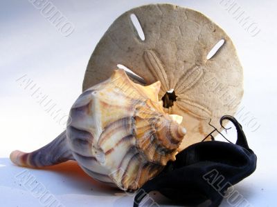 whelk and sand dollar