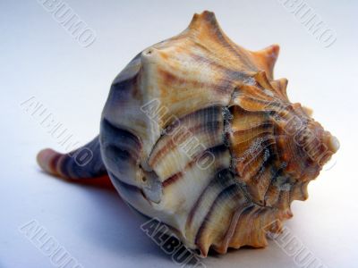 Whelk