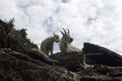 Mountain Goat 2