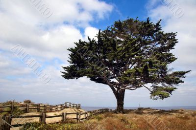 Tree on the beach