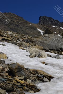 Mountain Goat 3