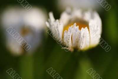 Dew-drop on the camomile