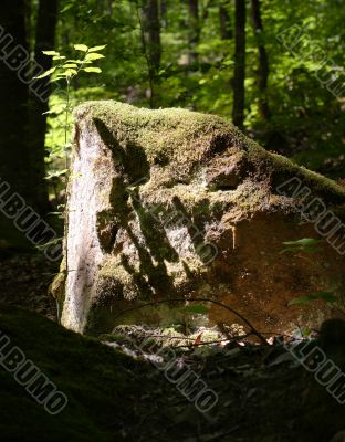 Stone in forest