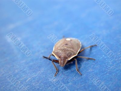 The bug