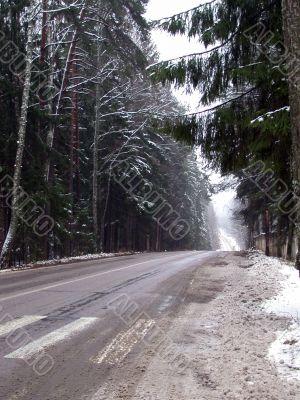 road in winter forest