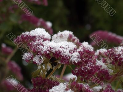 flowerses under snow