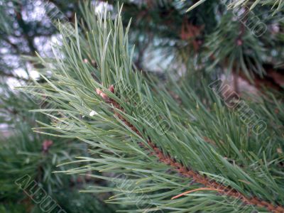 Fir branch