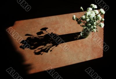 White Carnations