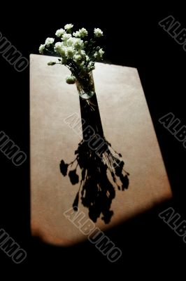 White Carnations
