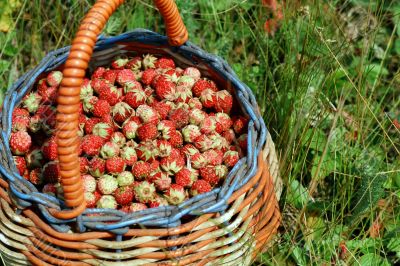 wild strawberries