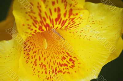Cana Lilly