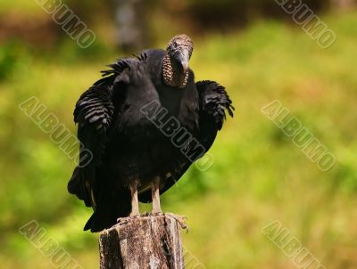 Vulture Sentry