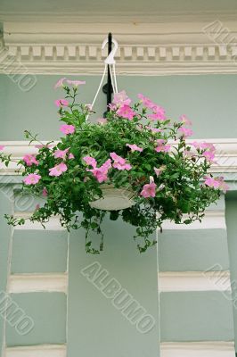 petunia