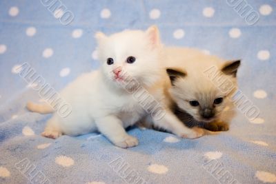 Two kittens