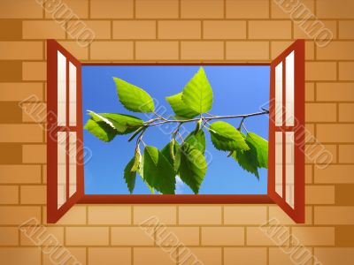 Green leaves in the window