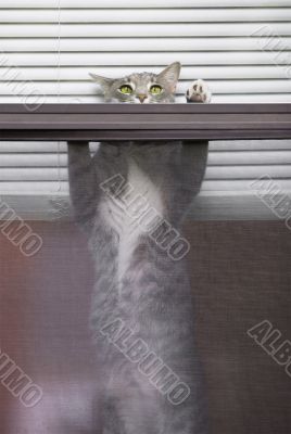 Strechy Cat