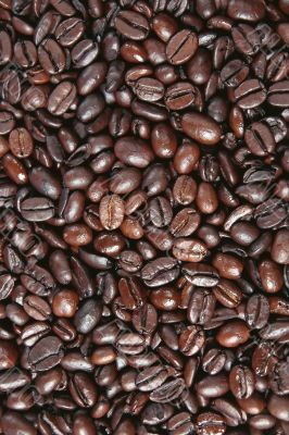 Coffee seed