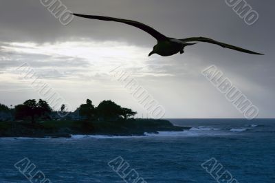Sea gull at the beach