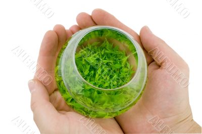 Man`s palms with the bowl of green tea