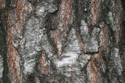 bark of a tree