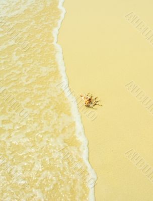 seashell in a beach