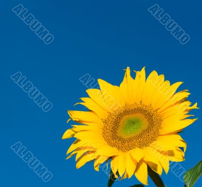 sunflower over deep blue sky background