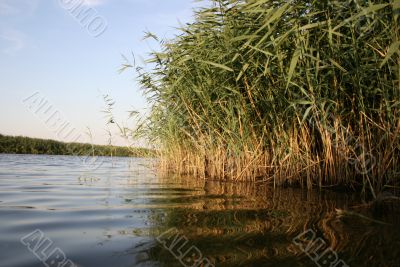 rushy river
