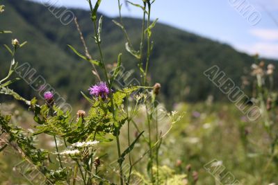 Mountains flowers