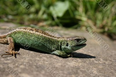Green lizard