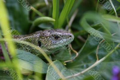 Green lizard in the grass