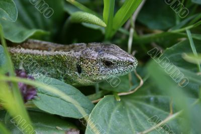 Green lizard in the grass2