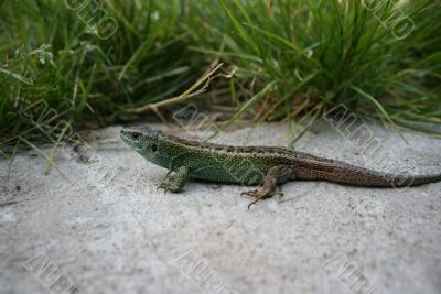 Green lizard