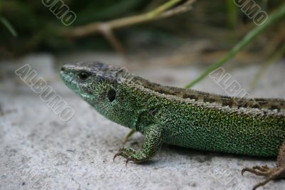 Green lizard