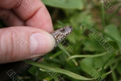 Snake in my hand