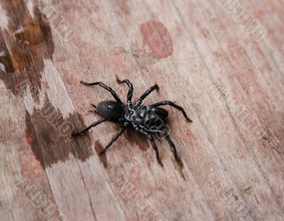 Black spider
