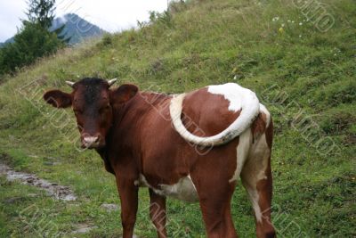 Brown cow