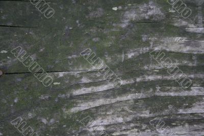 Wood texture