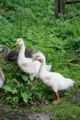 Two white young geese