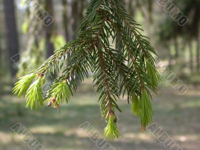 Fir branch