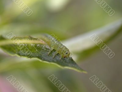 gren caterpillar