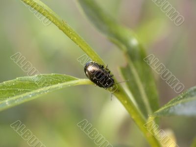 green bug