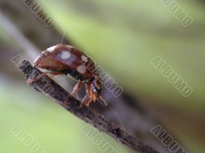 ladybug